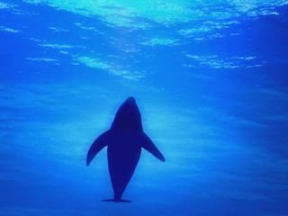 マチさんの動画