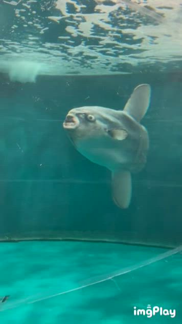 マンボウみたいに