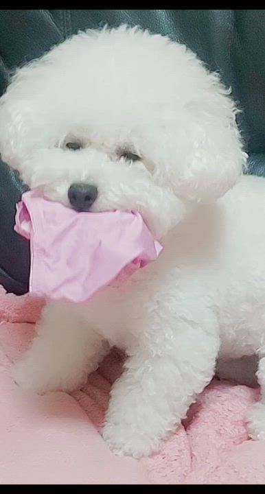 愛犬🐶みやび🐰