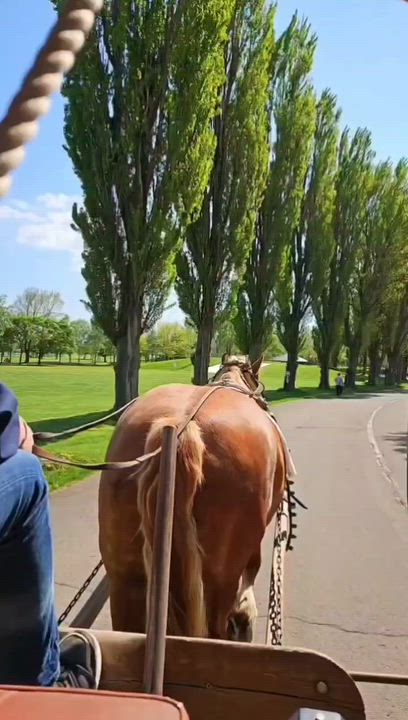 北海道のお馬さん🐴みやび🩷