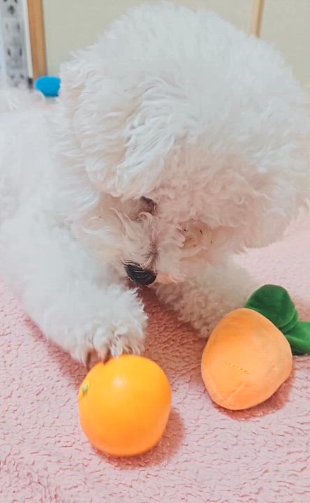 ミカンの感想🍊みやび🐰