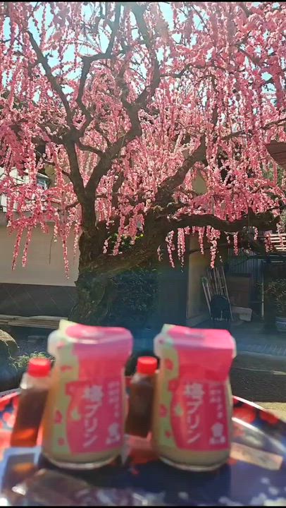 休日動画①📸みやび🐰